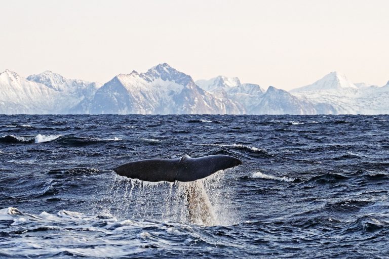 SI PARTE PER LE ISOLE SVALBARD